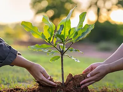 Tree Plantation